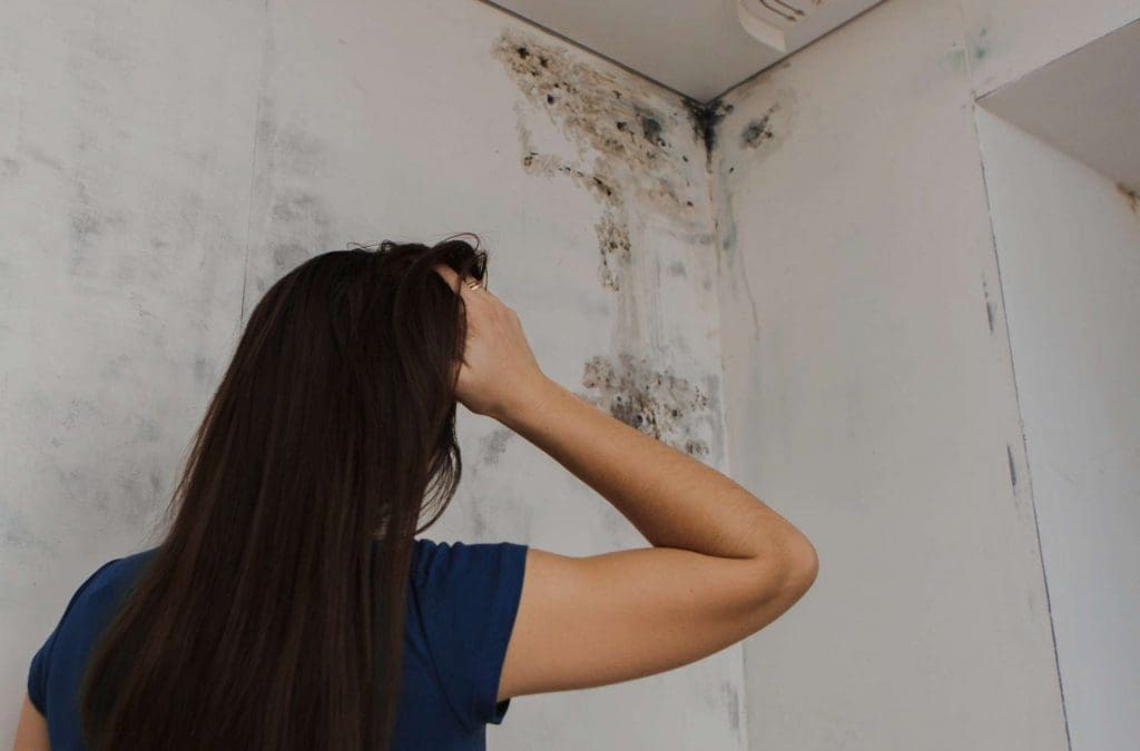 Moisissure au mur : comment s'en débarrasser ? : Femme Actuelle Le MAG